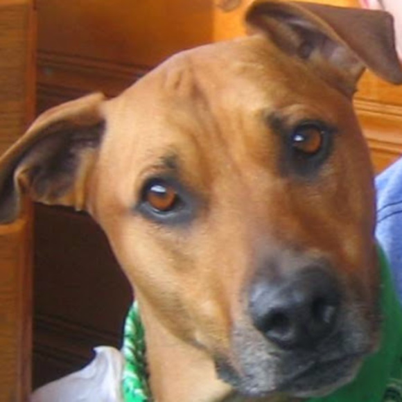 Meet your Posher, Jo Dee - Picture 1 of 1